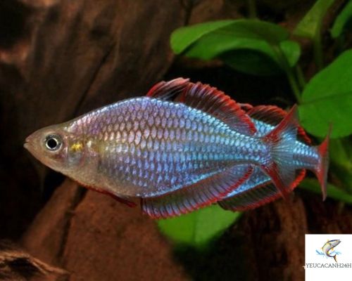 Cá Cầu Vồng Xanh - Dwarf Rainbow Fish