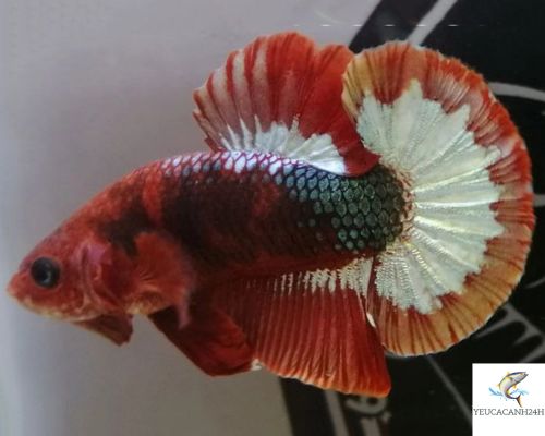 Cá Betta Fancy Copper